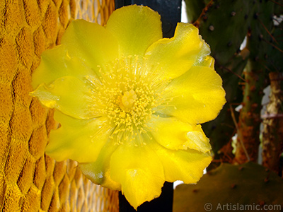 Prickly Pear with yellow flower. <i>(Family: Cactaceae, Species: Opuntia)</i> <br>Photo Date: June 2010, Location: Turkey/Istanbul-Mother`s Flowers, By: Artislamic.com