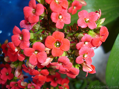 Kalano (Kalanchoe) bitkisinin ieinin resmi. <i>(Ailesi: Crassulaceae, Tr: Kalanchoe blossfeldiana hybrids)</i> <br>ekim Tarihi: Mays 2005, Yer: stanbul, Fotoraf: islamiSanat.net