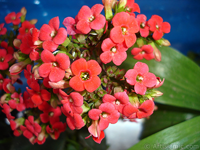 Kalano (Kalanchoe) bitkisinin ieinin resmi. <i>(Ailesi: Crassulaceae, Tr: Kalanchoe blossfeldiana hybrids)</i> <br>ekim Tarihi: Mays 2005, Yer: stanbul, Fotoraf: islamiSanat.net