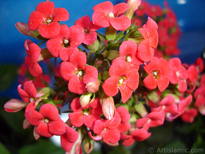 Kalano (Kalanchoe) bitkisinin ieinin resmi. <i>(Ailesi: Crassulaceae, Tr: Kalanchoe blossfeldiana hybrids)</i> <br>ekim Tarihi: Mays 2005, Yer: stanbul, Fotoraf: islamiSanat.net