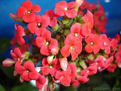 Kalano (Kalanchoe) bitkisinin ieinin resmi. <i>(Ailesi: Crassulaceae, Tr: Kalanchoe blossfeldiana hybrids)</i> <br>ekim Tarihi: Mays 2005, Yer: stanbul, Fotoraf: islamiSanat.net