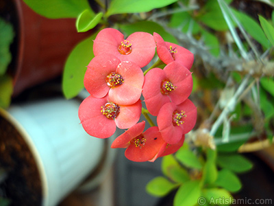 Euphorbia Milii -Crown of thorns- with pink flower. <i>(Family: Euphorbiaceae, Species: Euphorbia milii)</i> <br>Photo Date: May 2008, Location: Turkey/Istanbul-Mother`s Flowers, By: Artislamic.com