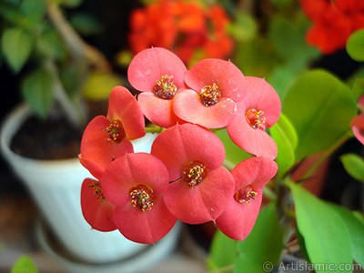 Euphorbia Milii -Crown of thorns- with pink flower. <i>(Family: Euphorbiaceae, Species: Euphorbia milii)</i> <br>Photo Date: May 2008, Location: Turkey/Istanbul-Mother`s Flowers, By: Artislamic.com