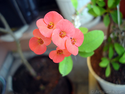 Euphorbia Milii -Crown of thorns- with pink flower. <i>(Family: Euphorbiaceae, Species: Euphorbia milii)</i> <br>Photo Date: May 2008, Location: Turkey/Istanbul-Mother`s Flowers, By: Artislamic.com