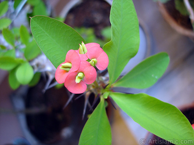 Euphorbia Milii -Crown of thorns- with pink flower. <i>(Family: Euphorbiaceae, Species: Euphorbia milii)</i> <br>Photo Date: May 2008, Location: Turkey/Istanbul-Mother`s Flowers, By: Artislamic.com