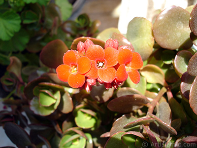 Kalanchoe plant`s flower. <i>(Family: Crassulaceae, Species: Kalanchoe blossfeldiana hybrids)</i> <br>Photo Date: May 2008, Location: Turkey/Istanbul-Mother`s Flowers, By: Artislamic.com