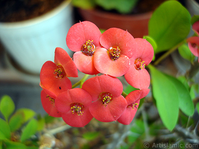 Euphorbia Milii -Crown of thorns- with pink flower. <i>(Family: Euphorbiaceae, Species: Euphorbia milii)</i> <br>Photo Date: May 2008, Location: Turkey/Istanbul-Mother`s Flowers, By: Artislamic.com