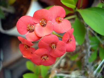 Euphorbia Milii -Crown of thorns- with pink flower. <i>(Family: Euphorbiaceae, Species: Euphorbia milii)</i> <br>Photo Date: May 2008, Location: Turkey/Istanbul-Mother`s Flowers, By: Artislamic.com