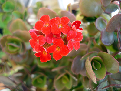 Kalano (Kalanchoe) bitkisinin ieinin resmi. <i>(Ailesi: Crassulaceae, Tr: Kalanchoe blossfeldiana hybrids)</i> <br>ekim Tarihi: Mays 2008, Yer: stanbul-Annemin iekleri, Fotoraf: islamiSanat.net