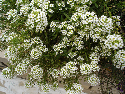 A plant with tiny white flowers. <br>Photo Date: August 2008, Location: Turkey/Yalova-Termal, By: Artislamic.com