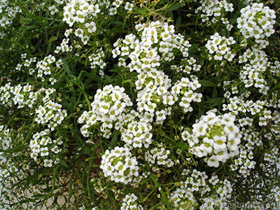 A plant with tiny white flowers. <br>Photo Date: August 2008, Location: Turkey/Yalova-Termal, By: Artislamic.com