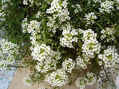 Minik beyaz iekli bir bitkinin resmi. <br>ekim Tarihi: Austos 2008, Yer: Yalova-Termal, Fotoraf: islamiSanat.net