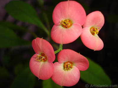 Euphorbia Milii -Crown of thorns- with pink flower. <i>(Family: Euphorbiaceae, Species: Euphorbia milii)</i> <br>Photo Date: March 2011, Location: Turkey/Istanbul-Mother`s Flowers, By: Artislamic.com