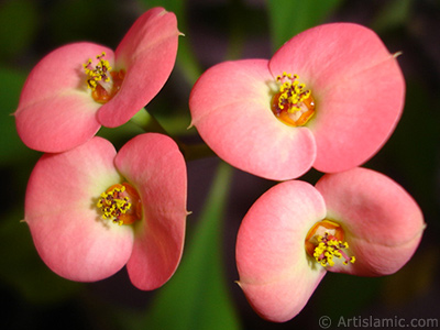 Euphorbia Milii -Crown of thorns- with pink flower. <i>(Family: Euphorbiaceae, Species: Euphorbia milii)</i> <br>Photo Date: March 2011, Location: Turkey/Istanbul-Mother`s Flowers, By: Artislamic.com