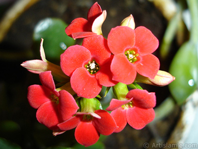 Kalano (Kalanchoe) bitkisinin ieinin resmi. <i>(Ailesi: Crassulaceae, Tr: Kalanchoe blossfeldiana hybrids)</i> <br>ekim Tarihi: Mart 2011, Yer: stanbul-Annemin iekleri, Fotoraf: islamiSanat.net