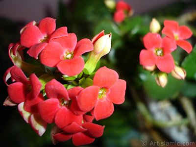 Kalano (Kalanchoe) bitkisinin ieinin resmi. <i>(Ailesi: Crassulaceae, Tr: Kalanchoe blossfeldiana hybrids)</i> <br>ekim Tarihi: Mart 2011, Yer: stanbul-Annemin iekleri, Fotoraf: islamiSanat.net