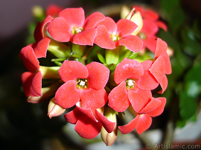 Kalano (Kalanchoe) bitkisinin ieinin resmi. <i>(Ailesi: Crassulaceae, Tr: Kalanchoe blossfeldiana hybrids)</i> <br>ekim Tarihi: Mart 2011, Yer: stanbul-Annemin iekleri, Fotoraf: islamiSanat.net