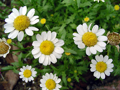 Field Daisy -Ox Eye, Love-Me-Love-Me-Not, Marguerite, Moon Daisy- flower. <i>(Family: Asteraceae, Species: Leucanthemum vulgare, Chrysanthemum leucanthemum)</i> <br>Photo Date: June 2005, Location: Turkey/Trabzon, By: Artislamic.com