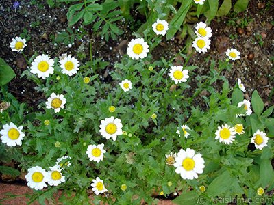 Field Daisy -Ox Eye, Love-Me-Love-Me-Not, Marguerite, Moon Daisy- flower. <i>(Family: Asteraceae, Species: Leucanthemum vulgare, Chrysanthemum leucanthemum)</i> <br>Photo Date: July 2005, Location: Turkey/Trabzon, By: Artislamic.com