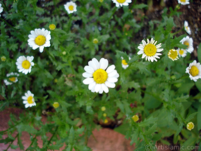 Field Daisy -Ox Eye, Love-Me-Love-Me-Not, Marguerite, Moon Daisy- flower. <i>(Family: Asteraceae, Species: Leucanthemum vulgare, Chrysanthemum leucanthemum)</i> <br>Photo Date: July 2005, Location: Turkey/Trabzon, By: Artislamic.com