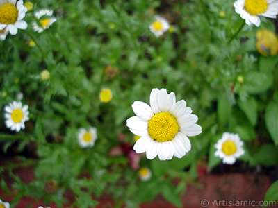 Field Daisy -Ox Eye, Love-Me-Love-Me-Not, Marguerite, Moon Daisy- flower. <i>(Family: Asteraceae, Species: Leucanthemum vulgare, Chrysanthemum leucanthemum)</i> <br>Photo Date: July 2005, Location: Turkey/Trabzon, By: Artislamic.com