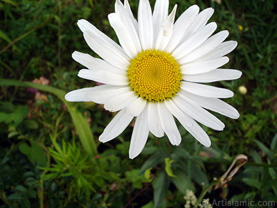 Field Daisy -Ox Eye, Love-Me-Love-Me-Not, Marguerite, Moon Daisy- flower. <i>(Family: Asteraceae, Species: Leucanthemum vulgare, Chrysanthemum leucanthemum)</i> <br>Photo Date: July 2005, Location: Turkey/Trabzon, By: Artislamic.com