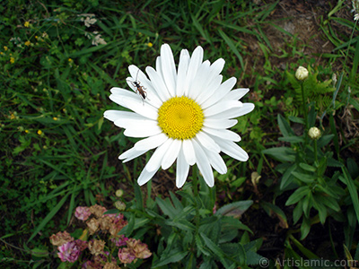 Field Daisy -Ox Eye, Love-Me-Love-Me-Not, Marguerite, Moon Daisy- flower. <i>(Family: Asteraceae, Species: Leucanthemum vulgare, Chrysanthemum leucanthemum)</i> <br>Photo Date: July 2005, Location: Turkey/Trabzon, By: Artislamic.com