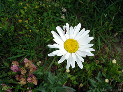 Field Daisy -Ox Eye, Love-Me-Love-Me-Not, Marguerite, Moon Daisy- flower. <i>(Family: Asteraceae, Species: Leucanthemum vulgare, Chrysanthemum leucanthemum)</i> <br>Photo Date: July 2005, Location: Turkey/Trabzon, By: Artislamic.com