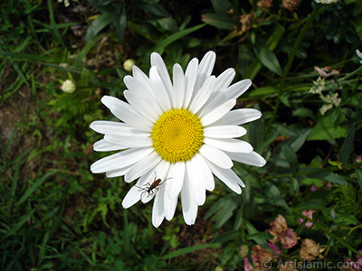 Field Daisy -Ox Eye, Love-Me-Love-Me-Not, Marguerite, Moon Daisy- flower. <i>(Family: Asteraceae, Species: Leucanthemum vulgare, Chrysanthemum leucanthemum)</i> <br>Photo Date: July 2005, Location: Turkey/Trabzon, By: Artislamic.com