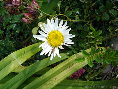 Field Daisy -Ox Eye, Love-Me-Love-Me-Not, Marguerite, Moon Daisy- flower. <i>(Family: Asteraceae, Species: Leucanthemum vulgare, Chrysanthemum leucanthemum)</i> <br>Photo Date: July 2005, Location: Turkey/Trabzon, By: Artislamic.com