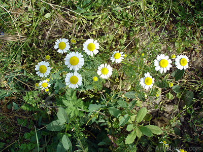 Field Daisy -Ox Eye, Love-Me-Love-Me-Not, Marguerite, Moon Daisy- flower. <i>(Family: Asteraceae, Species: Leucanthemum vulgare, Chrysanthemum leucanthemum)</i> <br>Photo Date: May 2007, Location: Turkey/Sakarya, By: Artislamic.com