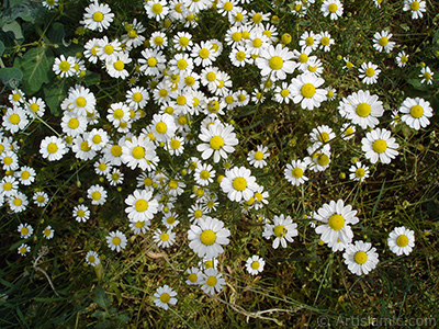 Field Daisy -Ox Eye, Love-Me-Love-Me-Not, Marguerite, Moon Daisy- flower. <i>(Family: Asteraceae, Species: Leucanthemum vulgare, Chrysanthemum leucanthemum)</i> <br>Photo Date: May 2007, Location: Turkey/Sakarya, By: Artislamic.com