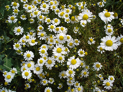 Field Daisy -Ox Eye, Love-Me-Love-Me-Not, Marguerite, Moon Daisy- flower. <i>(Family: Asteraceae, Species: Leucanthemum vulgare, Chrysanthemum leucanthemum)</i> <br>Photo Date: May 2007, Location: Turkey/Sakarya, By: Artislamic.com