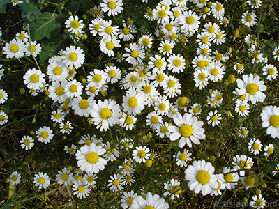 Field Daisy -Ox Eye, Love-Me-Love-Me-Not, Marguerite, Moon Daisy- flower. <i>(Family: Asteraceae, Species: Leucanthemum vulgare, Chrysanthemum leucanthemum)</i> <br>Photo Date: May 2007, Location: Turkey/Sakarya, By: Artislamic.com