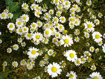 Field Daisy -Ox Eye, Love-Me-Love-Me-Not, Marguerite, Moon Daisy- flower. <i>(Family: Asteraceae, Species: Leucanthemum vulgare, Chrysanthemum leucanthemum)</i> <br>Photo Date: May 2007, Location: Turkey/Sakarya, By: Artislamic.com