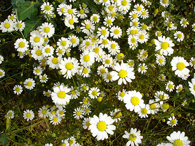 Field Daisy -Ox Eye, Love-Me-Love-Me-Not, Marguerite, Moon Daisy- flower. <i>(Family: Asteraceae, Species: Leucanthemum vulgare, Chrysanthemum leucanthemum)</i> <br>Photo Date: May 2007, Location: Turkey/Sakarya, By: Artislamic.com