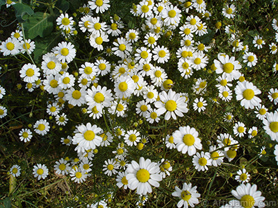 Field Daisy -Ox Eye, Love-Me-Love-Me-Not, Marguerite, Moon Daisy- flower. <i>(Family: Asteraceae, Species: Leucanthemum vulgare, Chrysanthemum leucanthemum)</i> <br>Photo Date: May 2007, Location: Turkey/Sakarya, By: Artislamic.com