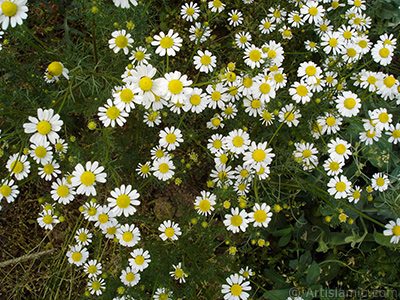 Field Daisy -Ox Eye, Love-Me-Love-Me-Not, Marguerite, Moon Daisy- flower. <i>(Family: Asteraceae, Species: Leucanthemum vulgare, Chrysanthemum leucanthemum)</i> <br>Photo Date: May 2007, Location: Turkey/Sakarya, By: Artislamic.com