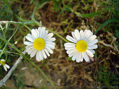 Field Daisy -Ox Eye, Love-Me-Love-Me-Not, Marguerite, Moon Daisy- flower. <i>(Family: Asteraceae, Species: Leucanthemum vulgare, Chrysanthemum leucanthemum)</i> <br>Photo Date: May 2007, Location: Turkey/Sakarya, By: Artislamic.com