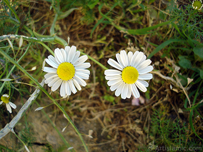 Field Daisy -Ox Eye, Love-Me-Love-Me-Not, Marguerite, Moon Daisy- flower. <i>(Family: Asteraceae, Species: Leucanthemum vulgare, Chrysanthemum leucanthemum)</i> <br>Photo Date: May 2007, Location: Turkey/Sakarya, By: Artislamic.com