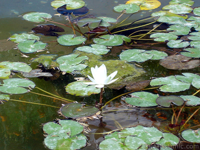 Nilfer ieinin resmi. <i>(Ailesi: Nymphaeaceae, Tr: Nymphaea)</i> <br>ekim Tarihi: Austos 2005, Yer: Yalova-Termal, Fotoraf: islamiSanat.net