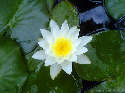 Water Lily flower. <i>(Family: Nymphaeaceae, Species: Nymphaea)</i> <br>Photo Date: July 2008, Location: Turkey/Yalova-Termal, By: Artislamic.com