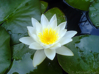 Water Lily flower. <i>(Family: Nymphaeaceae, Species: Nymphaea)</i> <br>Photo Date: July 2008, Location: Turkey/Yalova-Termal, By: Artislamic.com