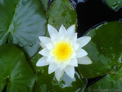 Water Lily flower. <i>(Family: Nymphaeaceae, Species: Nymphaea)</i> <br>Photo Date: July 2008, Location: Turkey/Yalova-Termal, By: Artislamic.com