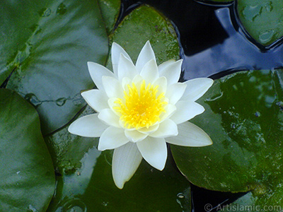 Water Lily flower. <i>(Family: Nymphaeaceae, Species: Nymphaea)</i> <br>Photo Date: July 2008, Location: Turkey/Yalova-Termal, By: Artislamic.com