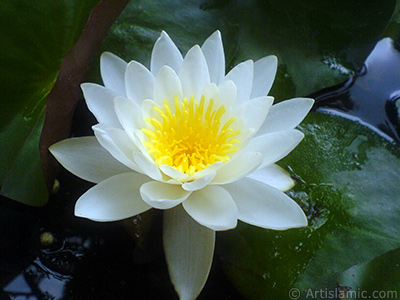 Water Lily flower. <i>(Family: Nymphaeaceae, Species: Nymphaea)</i> <br>Photo Date: July 2008, Location: Turkey/Yalova-Termal, By: Artislamic.com