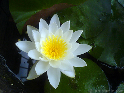 Water Lily flower. <i>(Family: Nymphaeaceae, Species: Nymphaea)</i> <br>Photo Date: July 2008, Location: Turkey/Yalova-Termal, By: Artislamic.com