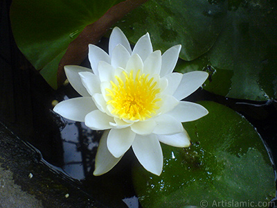 Water Lily flower. <i>(Family: Nymphaeaceae, Species: Nymphaea)</i> <br>Photo Date: July 2008, Location: Turkey/Yalova-Termal, By: Artislamic.com