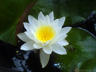Water Lily flower. <i>(Family: Nymphaeaceae, Species: Nymphaea)</i> <br>Photo Date: July 2008, Location: Turkey/Yalova-Termal, By: Artislamic.com