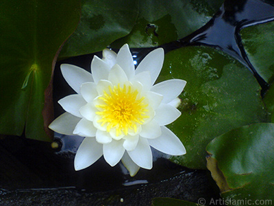 Nilfer ieinin resmi. <i>(Ailesi: Nymphaeaceae, Tr: Nymphaea)</i> <br>ekim Tarihi: Temmuz 2008, Yer: Yalova-Termal, Fotoraf: islamiSanat.net